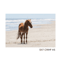 5x7 CWHF #5