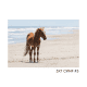 5x7 CWHF #5