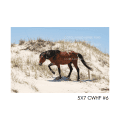 5x7 CWHF #6