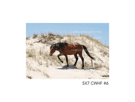 5x7 CWHF #6