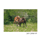 5x7 CWHF #7