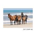 5x7 CWHF #8
