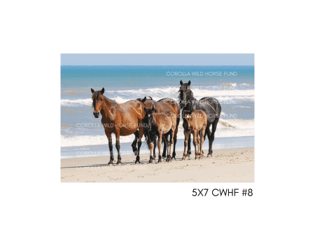 5x7 CWHF #8