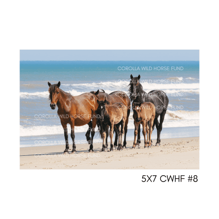 5x7 CWHF #8