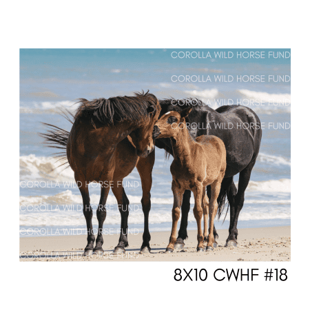 8x10 CWHF #18