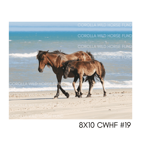 8x10 CWHF #19