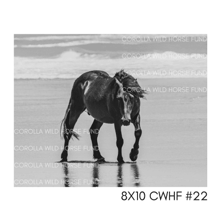8x10 CWHF #22