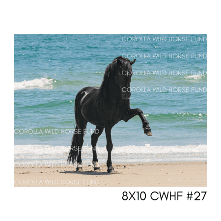 8x10 CWHF #27