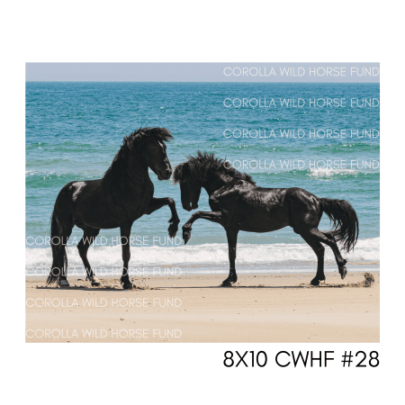 8x10 CWHF #28