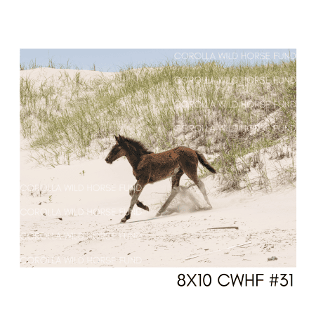 8x10 CWHF #31