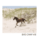 8x10 CWHF #31
