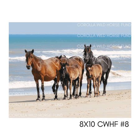 8x10 CWHF #8