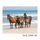 8x10 CWHF #8